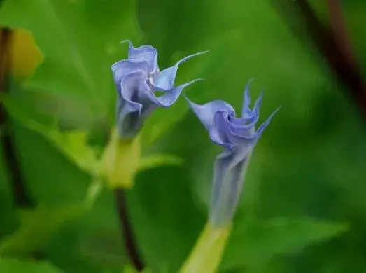 曼陀罗花的花语是什么，曼陀罗花的传说故事/死亡和爱