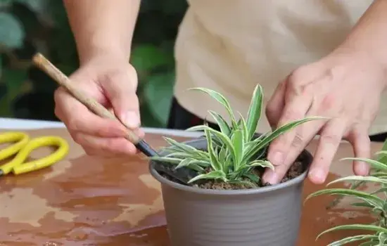 盆栽育苗 | 吊兰匍匐茎太多 可以这样移植