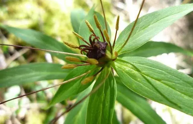 七叶一枝花怎么种好