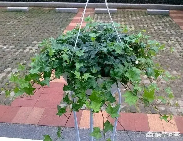 适合懒人在家养的植物？