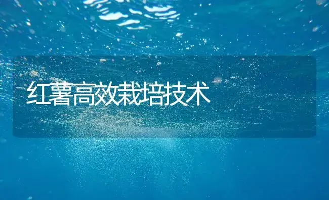 红薯高效栽培技术 | 农作物种植