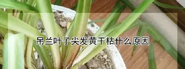 吊兰叶子尖发黄干枯什么原因