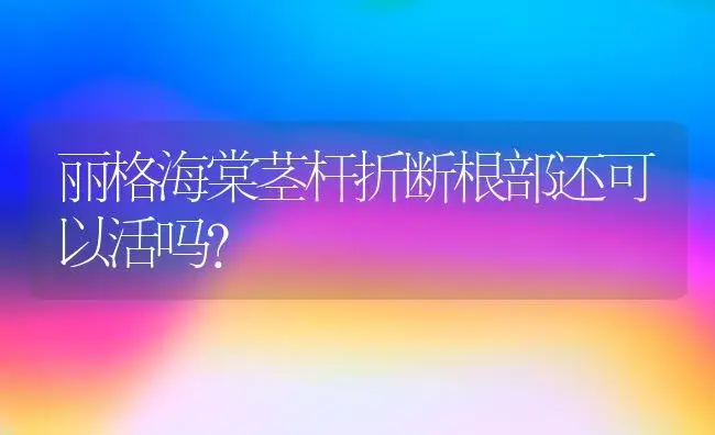 丽格海棠茎杆折断根部还可以活吗？ | 绿植常识