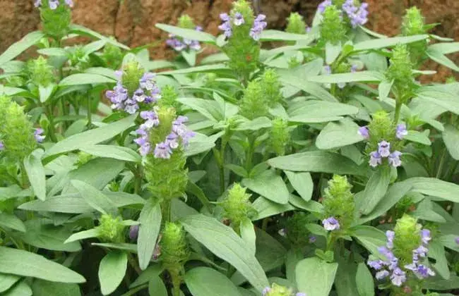 夏枯草栽培需要堤防什么