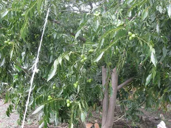 美国山核桃的高效种植技术