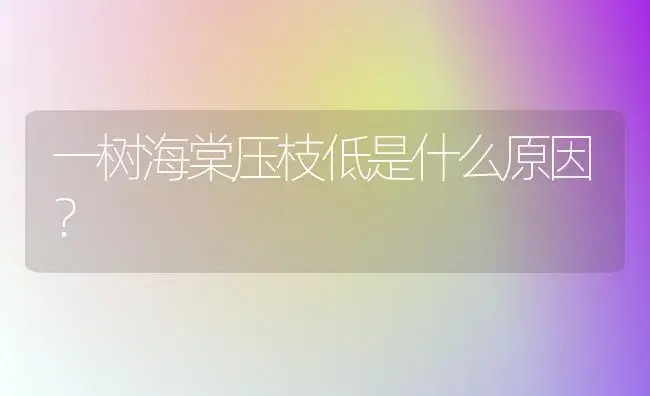 一树海棠压枝低是什么原因？ | 绿植常识