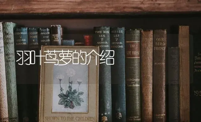 羽叶茑萝的介绍 | 特种种植