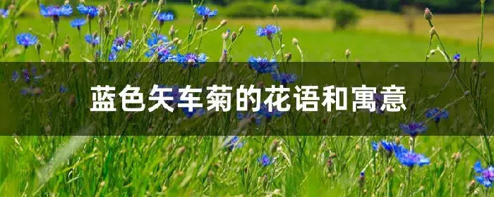 蓝色矢车菊的花语和寓意