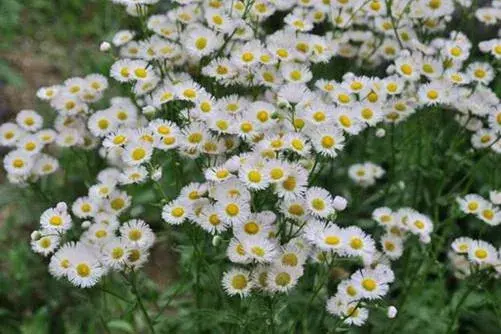 春飞蓬的花语和花期介绍有哪些？