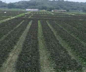 怎样解决农村土地流转纠纷？（麻阳县板栗树乡案例）