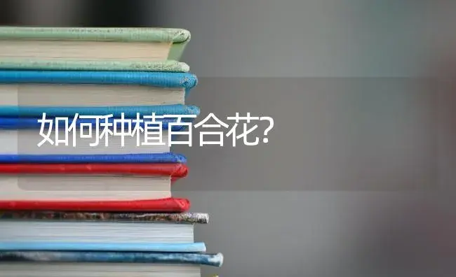 如何种植百合花？ | 绿植常识