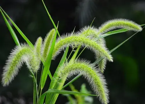 表示暧昧的花 花语是暧昧的花