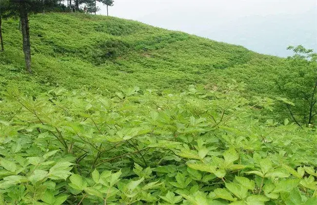 当归栽培的堤防事项