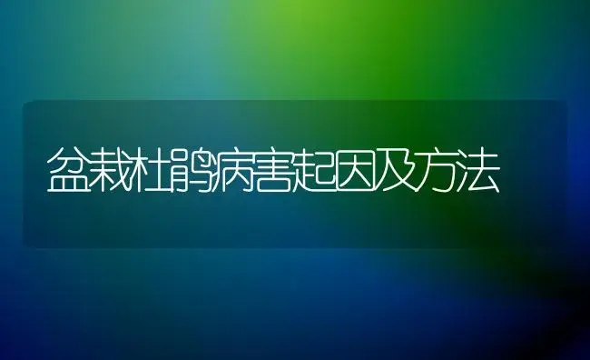 盆栽杜鹃病害起因及方法 | 家庭养花