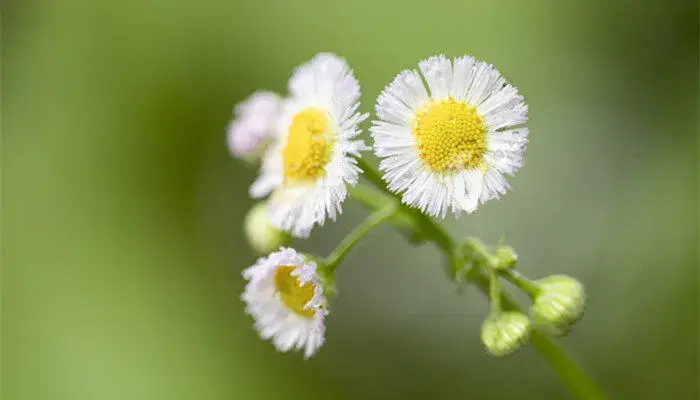 雏菊的花语 雏菊的花语和寓意