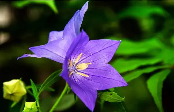 桔梗花的花语