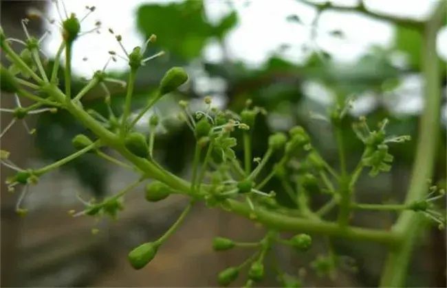 葡萄的花果管理技术