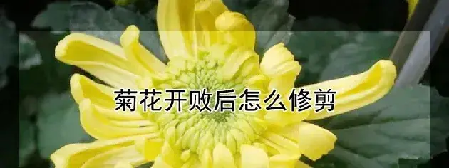 菊花开败后怎么修剪