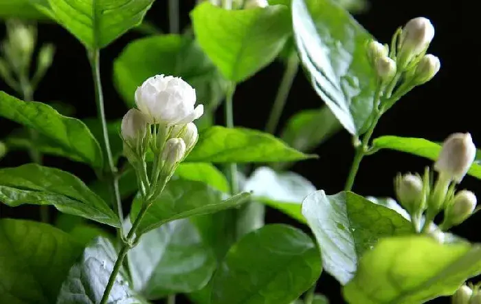 茉莉花的种植技术 如何更好养护茉莉花？