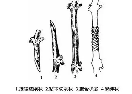 盆栽育苗 | 梨树双舌接技术