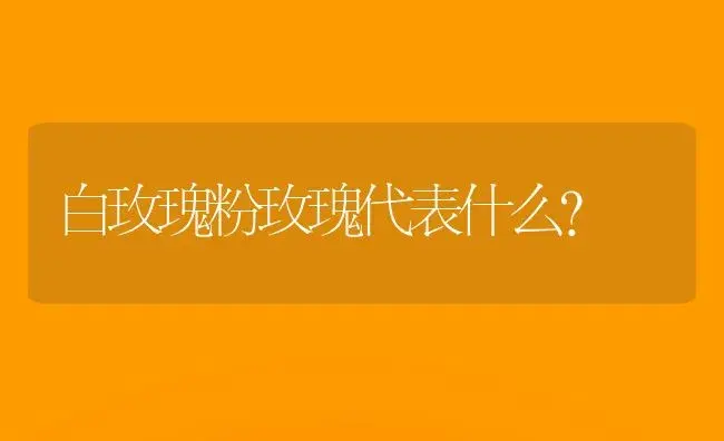 白玫瑰粉玫瑰代表什么？ | 绿植常识