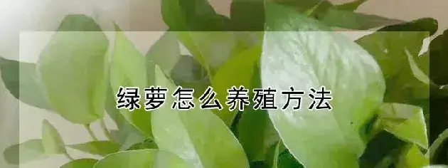 绿萝怎么养殖方法