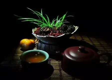 盆景知识 | 种菖蒲用什么土栽——菖蒲养殖土分析