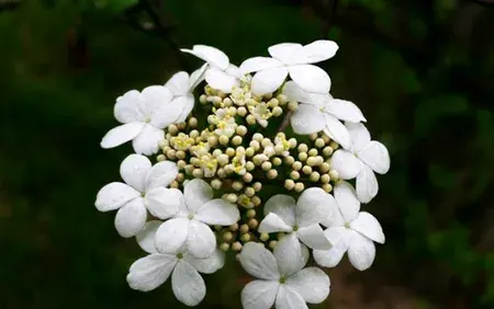 琼花的花语传说故事，琼花花期