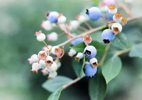 一亩地能栽多少棵蓝莓？栽培技术有哪些？