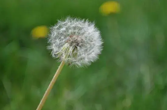 蒲公英的花语与寓意，代表无法停留的爱(寓意坚持/自信/勇敢)