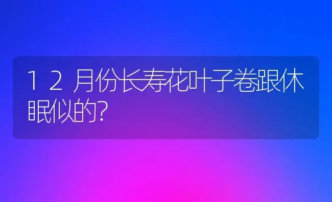 12月份长寿花叶子卷跟休眠似的？ | 多肉养殖