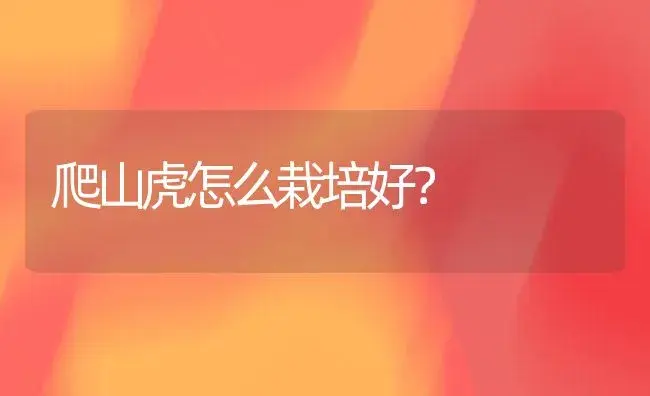 爬山虎怎么栽培好？ | 家庭养花