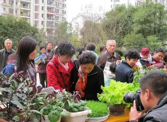 花卉果蔬盆景 | 冬季果蔬盆栽种植方法