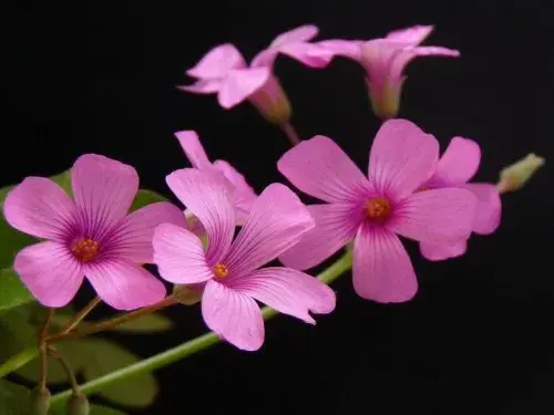 花卉果蔬盆景 | 红花酢浆草花期