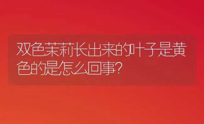 双色茉莉长出来的叶子是黄色的是怎么回事？ | 绿植常识