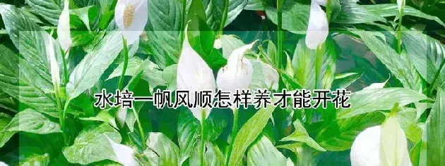 水培一帆风顺怎样养才能开花