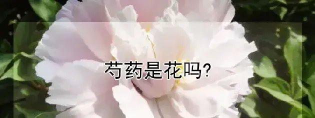 芍药是花吗?