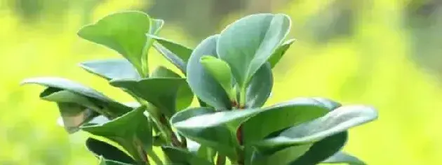 绿植碧玉怎么种植