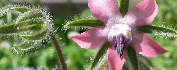 琉璃苣的花语介绍