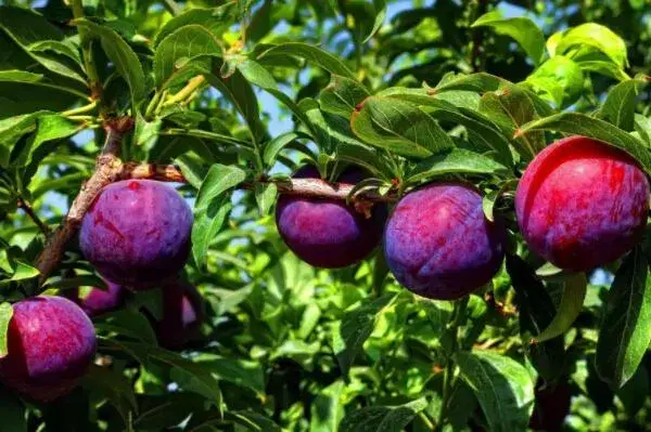 蔷薇科李子树通常什么时候开花结果？什么时候剪枝？开花后、保花保果打什么药？