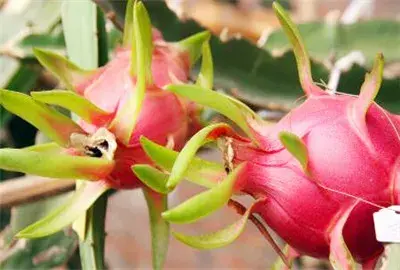 火龙果什么时候开花结果？栽培一百亩一年净利润是多少？