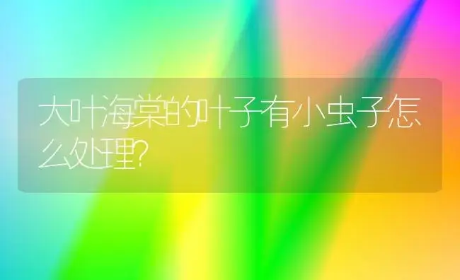 大叶海棠的叶子有小虫子怎么处理？ | 绿植常识