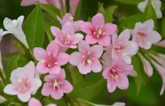 锦带花的家庭养护要点