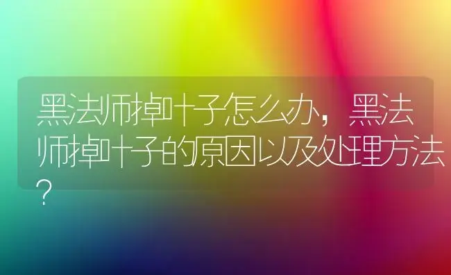 黑法师掉叶子怎么办,黑法师掉叶子的原因以及处理方法？ | 多肉养殖