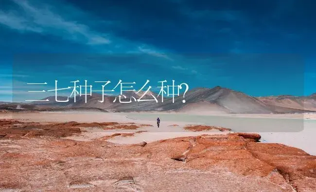 三七种子怎么种？ | 药材种植