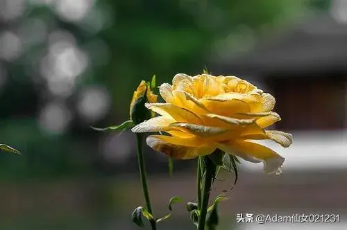 各种花开的时间？