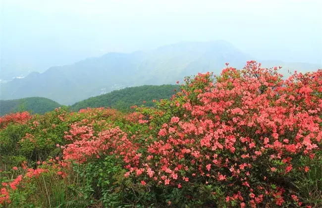 映山红的种植技术