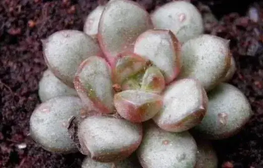 景天科多肉植物种子怎么养培育