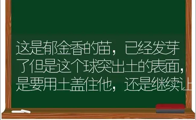 这是郁金香的苗，已经发芽了但是这个球突出土的表面，是要用土盖住他，还是继续让他这样生长？ | 绿植常识