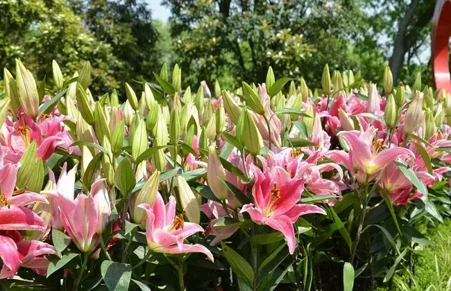 月季花盲枝是什么 因素